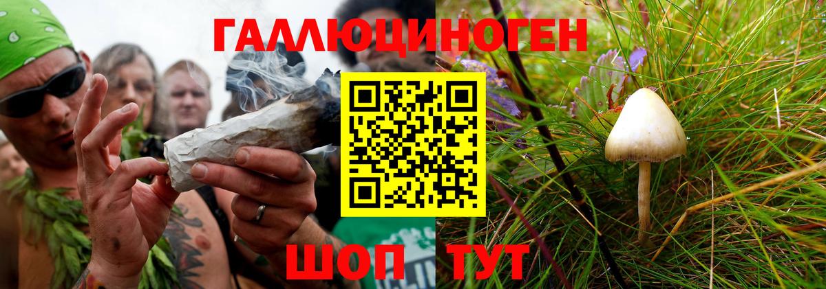 Псилоцибиновые грибы Cubensis Сосновый Бор